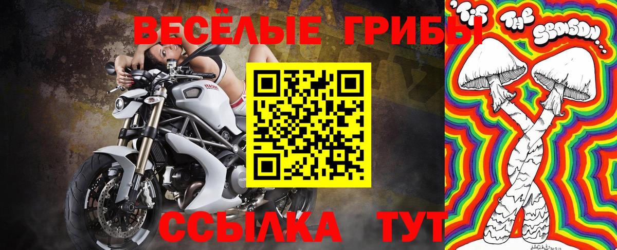 Псилоцибиновые грибы Psilocybine cubensis Вышний Волочёк